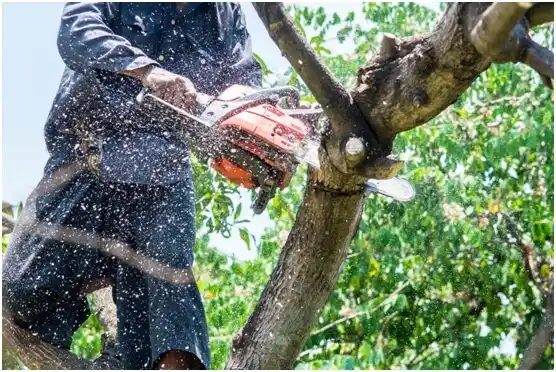 tree services Playa Fortuna